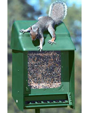 gned squirrel proof bird feeder into a squirrel buffet sitting
