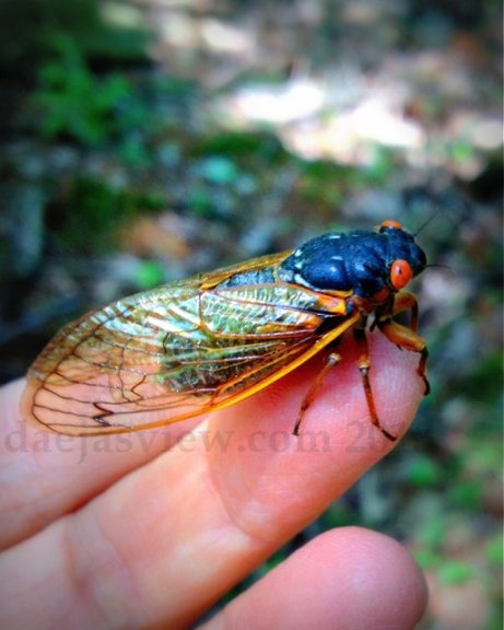 cicada love
